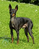 English Toy Terrier 9R78D-77
